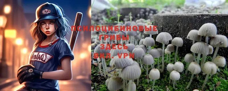 как найти закладки  Белый  Псилоцибиновые грибы Magic Shrooms 